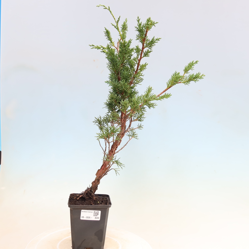 Vonkajší bonsaj - Juniperus chinensis Kishu