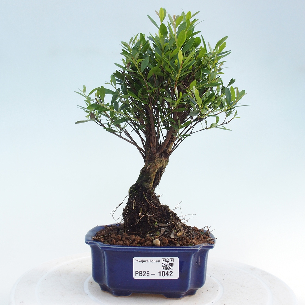 Izbová bonsai - Syzygium - pimentovníka