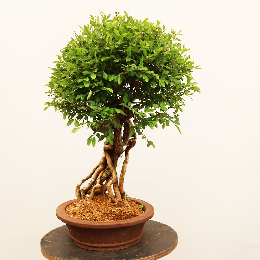 Vonkajšie bonsai - Zelkova - Zelkova NIRE