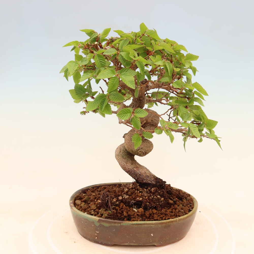 Vonkajší bonsaj -Carpinus coreana - Hrab kórejský