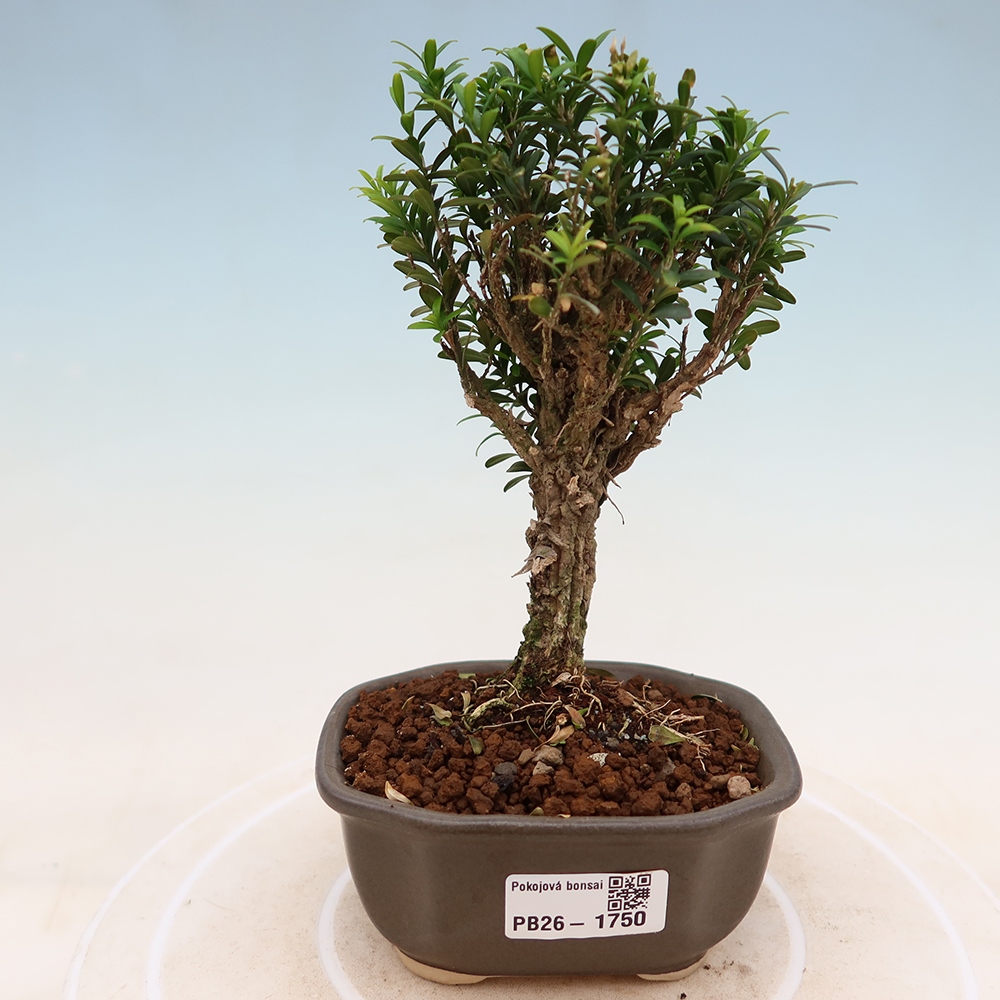 Izbové bonsaje - Buxus harlandii - korkový buxus
