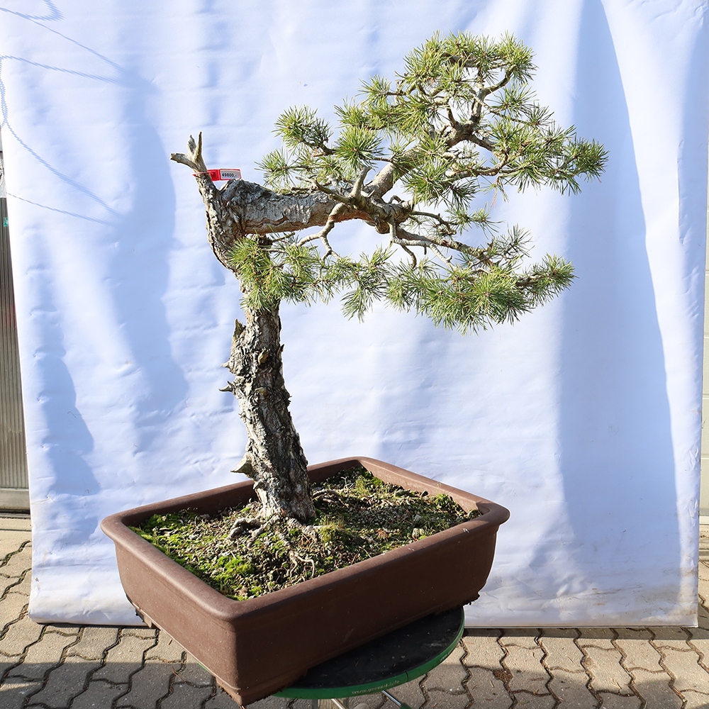 Pinus sylvestris Španielsko – borovica lesná