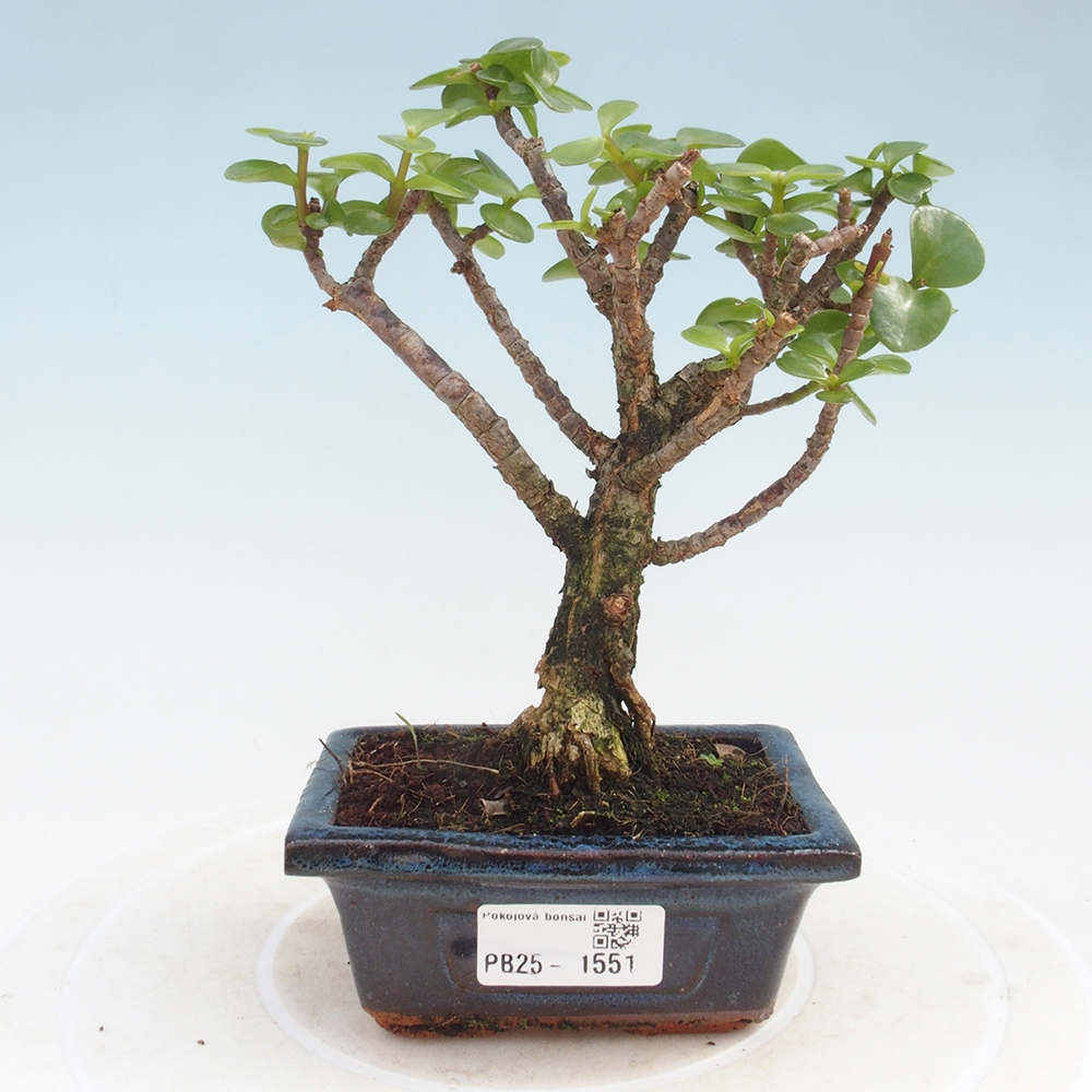 Izbová bonsai - Portulakaria Afra - Tlustice