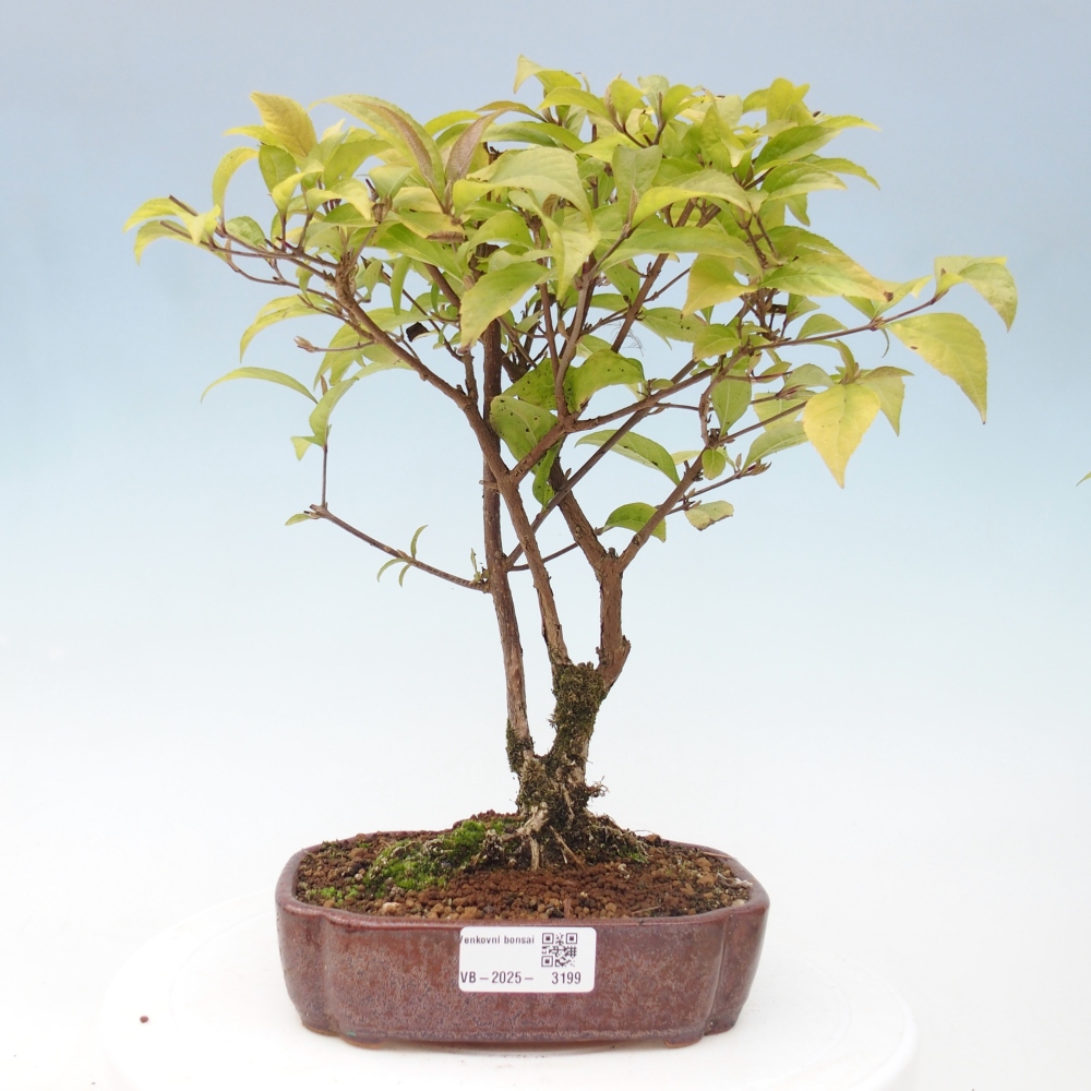 Vonkajšia bonsai - krásnoplodka - Callicarpa jap. Leucocarpa