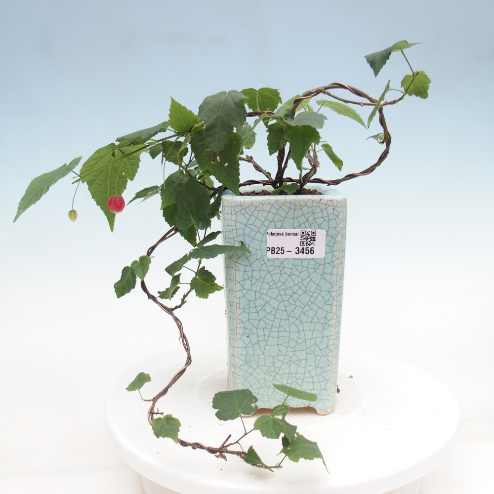 Izbový bonsaj - Abutilon Big Bell - Cloudberry