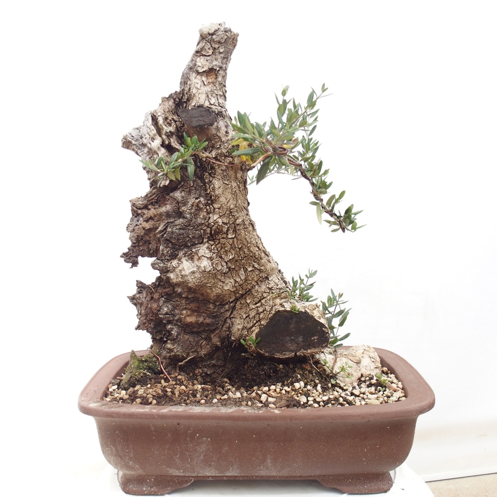Izbová bonsai - Olea europaea sylvestris -Oliva evropská drobnolistá