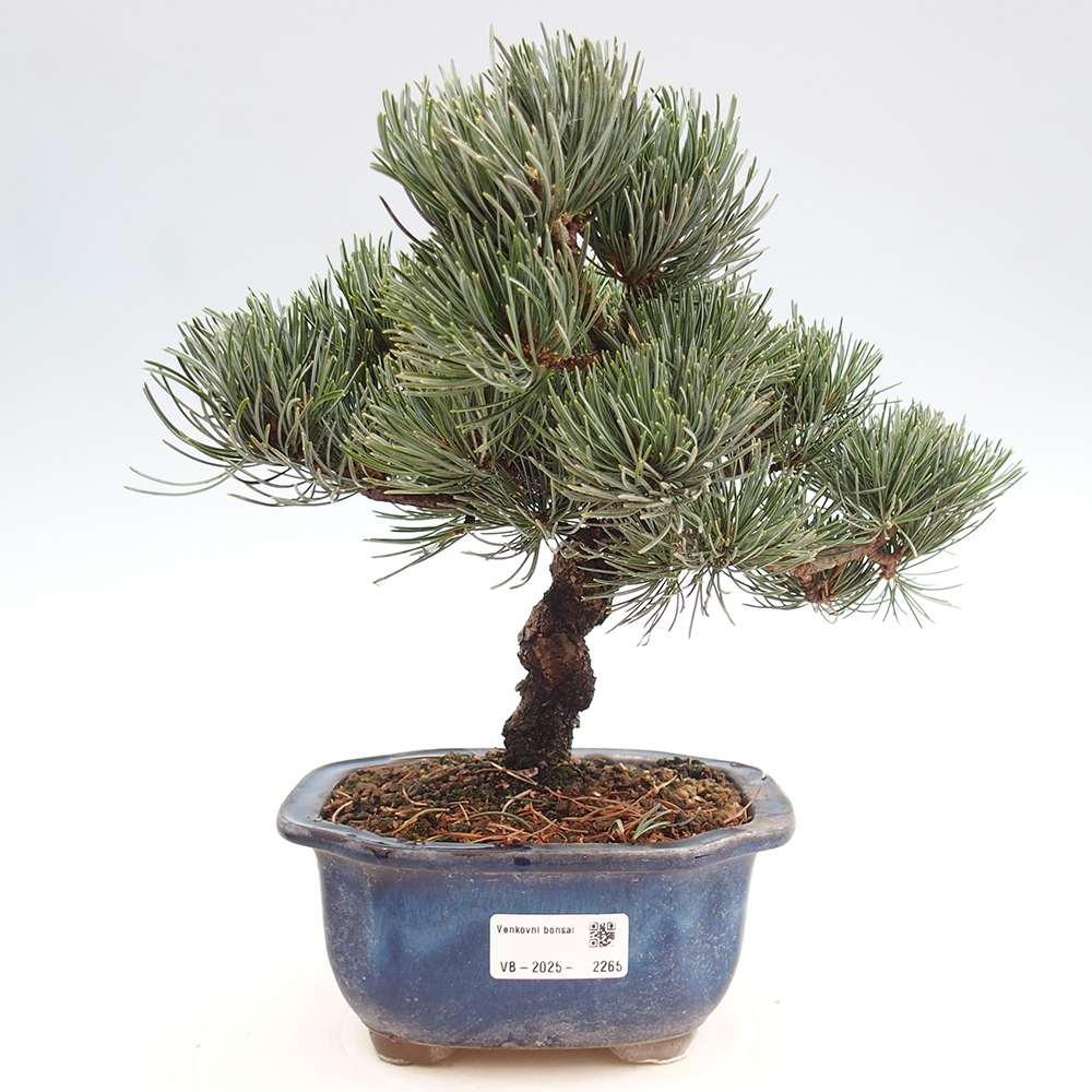 Vonkajšie bonsai - Pinus parviflora - Borovica drobnokvetá