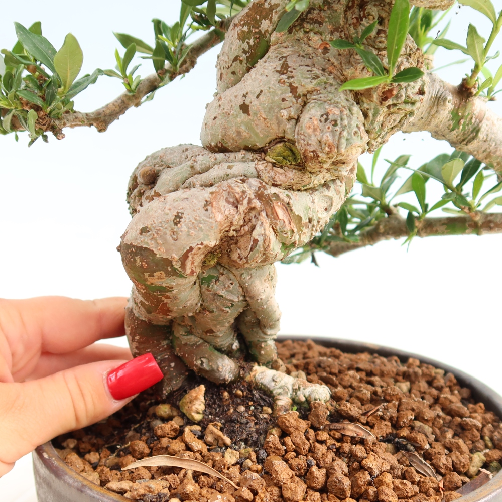 Izba bonsai – Gardenia jasminoides – gardénia