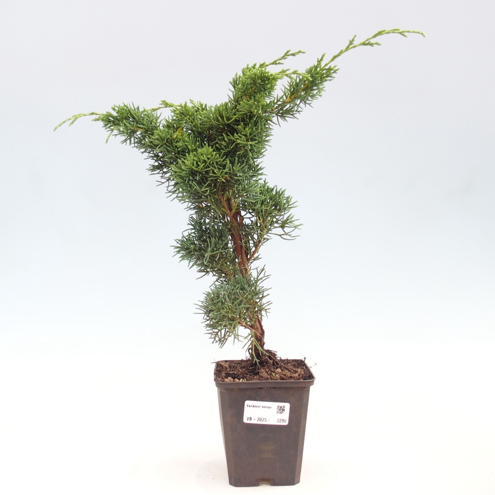 Vonkajšie bonsai - Juniperus chinensis Kishu -Jalovec čínsky