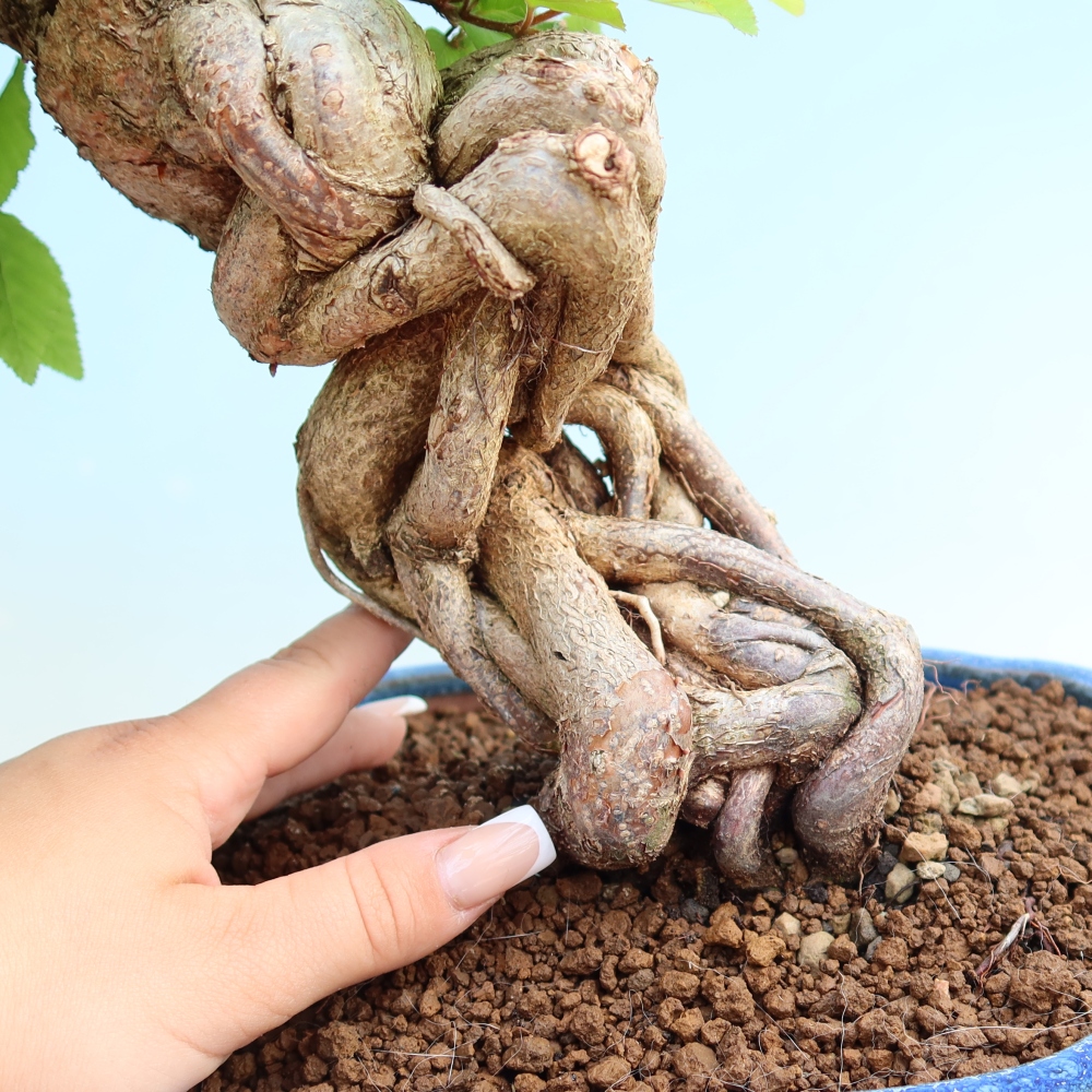 Vonkajší bonsaj -Carpinus coreana - Hrab kórejský