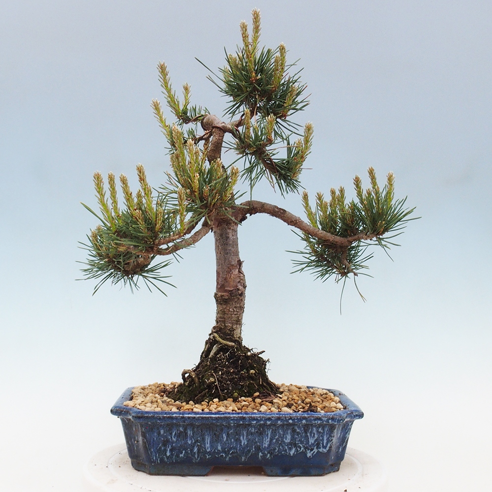 Vonkajšie bonsai - Pinus Sylvestris - Borovica lesná