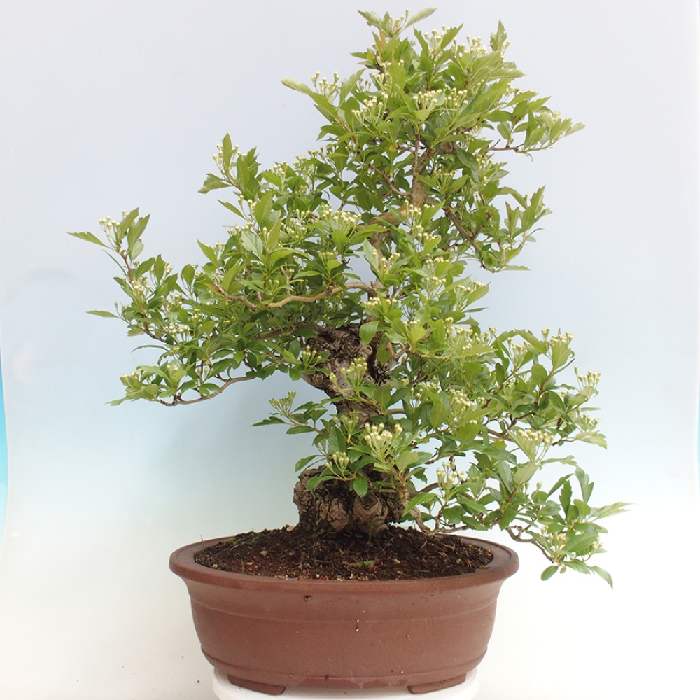 Vonkajší bonsai - Hloh klinovitý - Crataegus cuneata