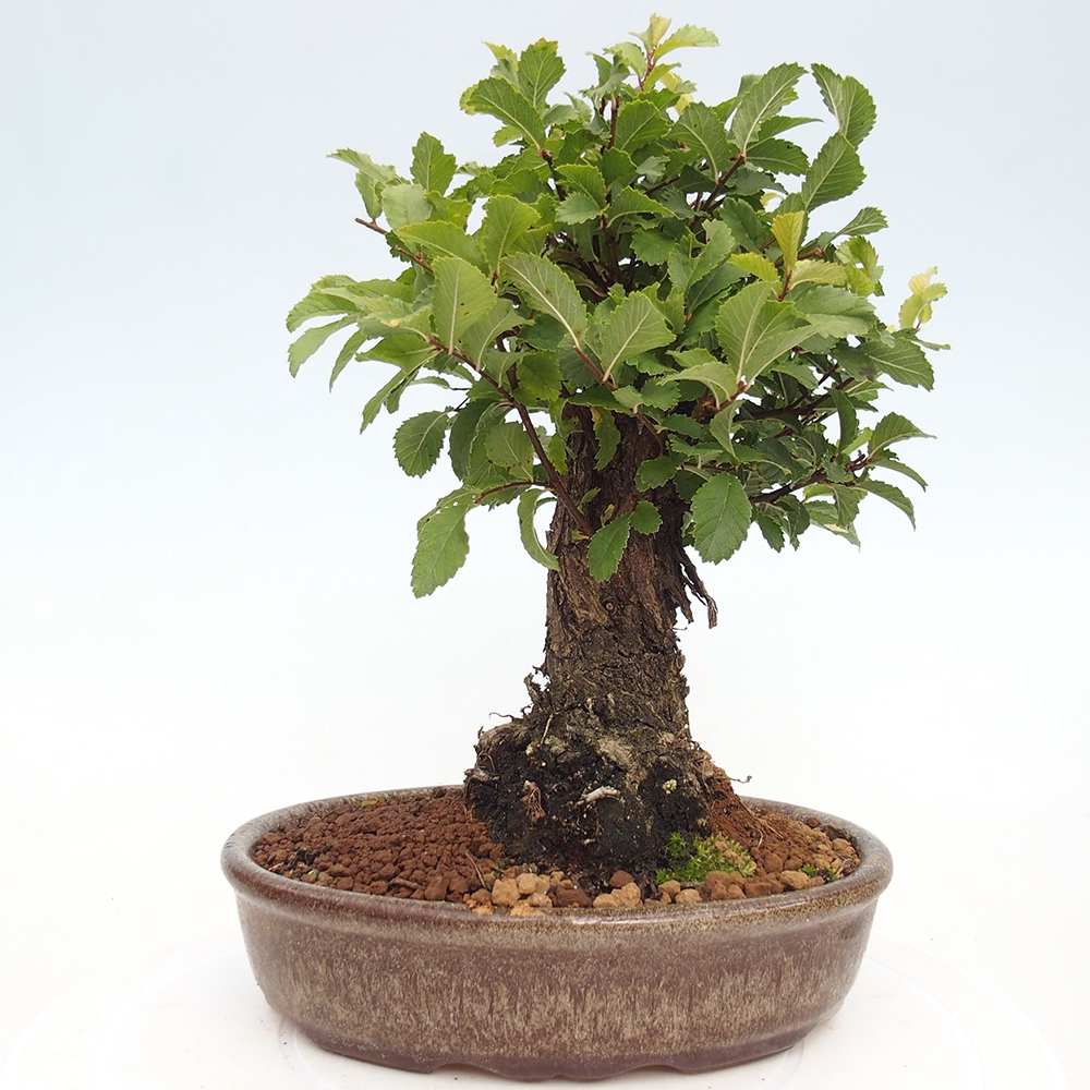Vonkajšie bonsaje - Zelkova - Zelkova NIRE