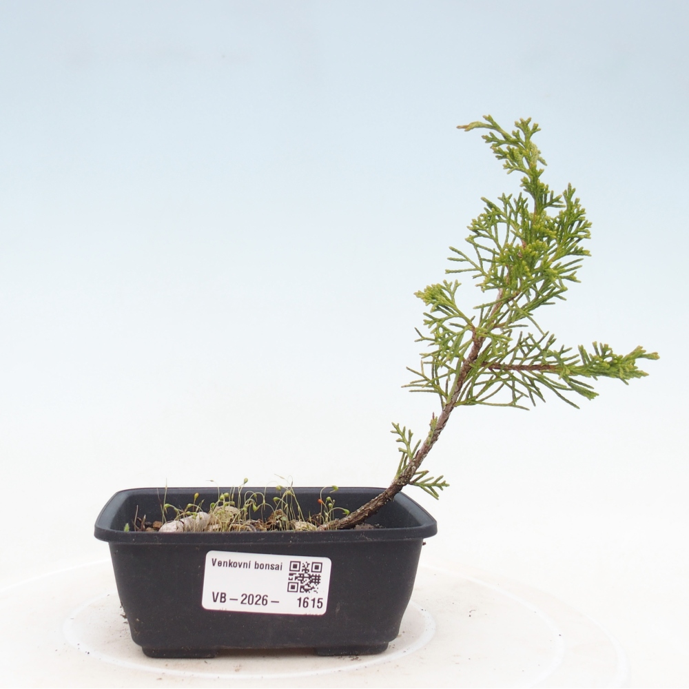 Vonkajší bonsaj - Juniperus chinensis Itoigawa