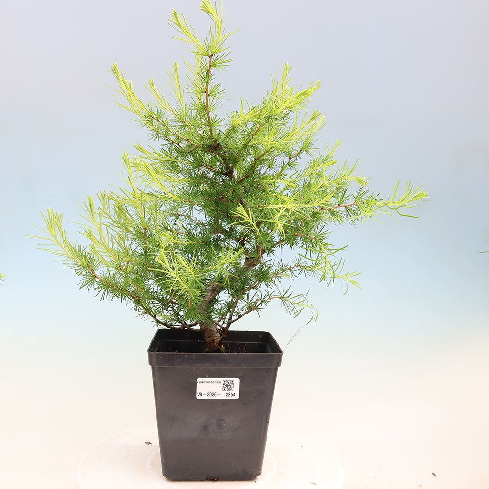 Vonkajšie bonsaje -Larix decidua - Smrekovec