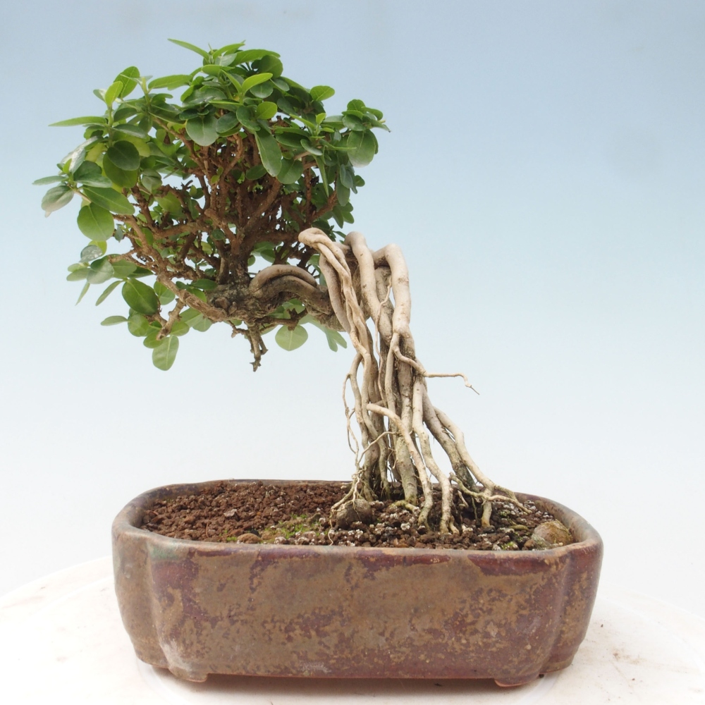 Izbová bonsai - Premna serratifolia - Kozlovoň malolistá