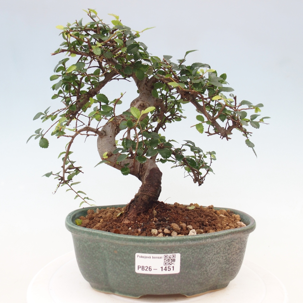 Izbový bonsaj - Ulmus parvifolia - brest malolistý