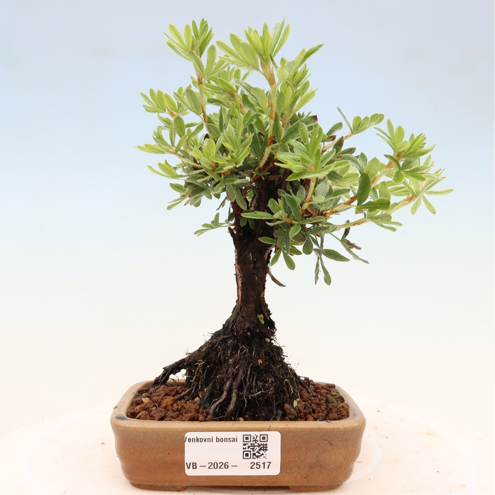 Vonkajšie bonsaje - Potentila fruticosa