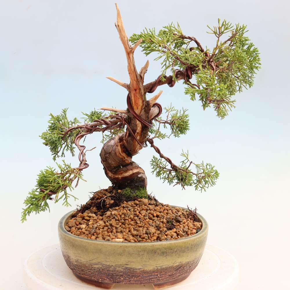 Vonkajší bonsai – Juniperus chinensis Itoigawa – čínsky jalovec