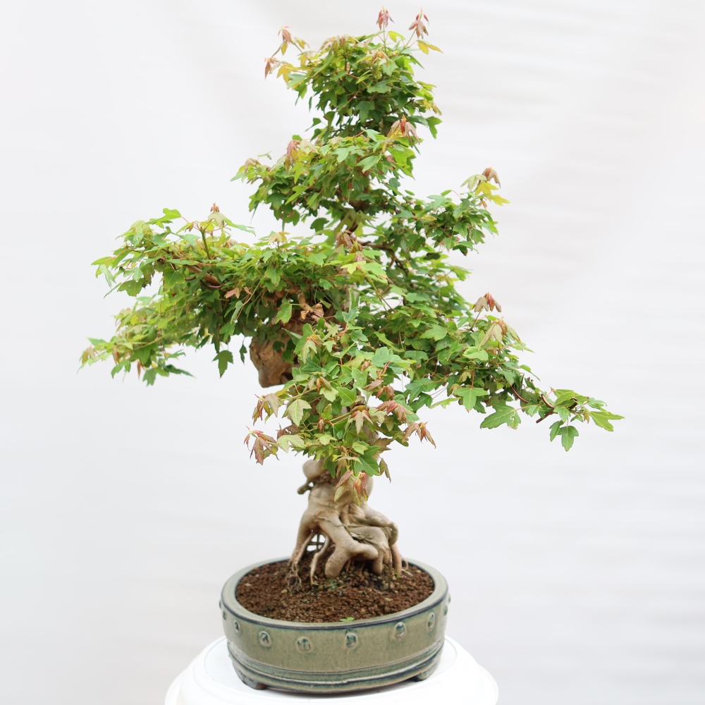 Vonkajšie bonsaje - Javor Burger - Acer Burgerianum