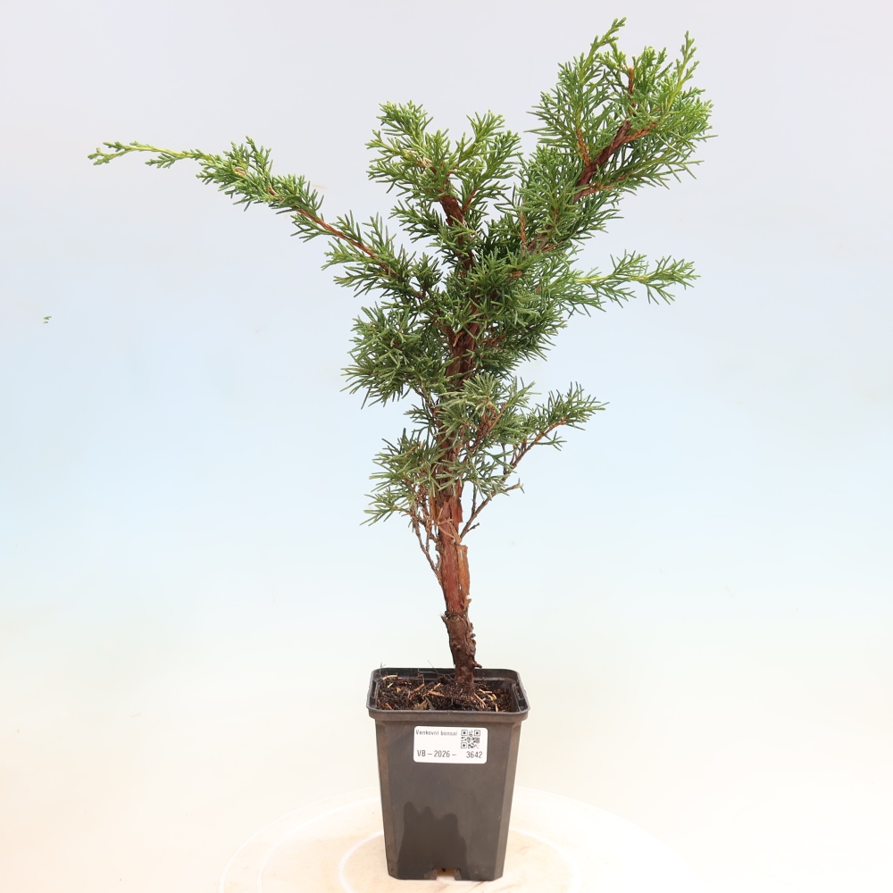 Vonkajší bonsaj - Juniperus chinensis Kishu