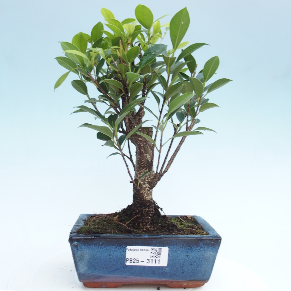 Izbová bonsai - Ficus retusa - malolistý fikus