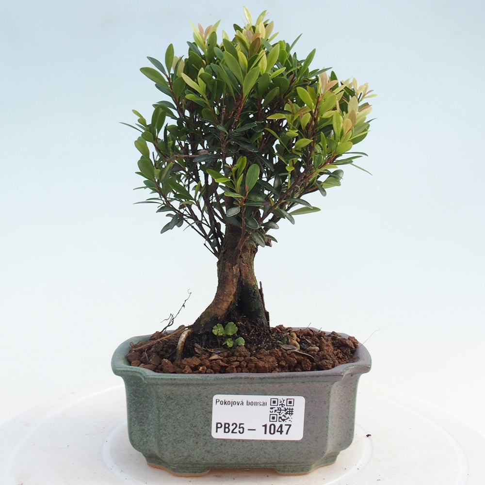 Izbová bonsai - Syzygium - pimentovníka