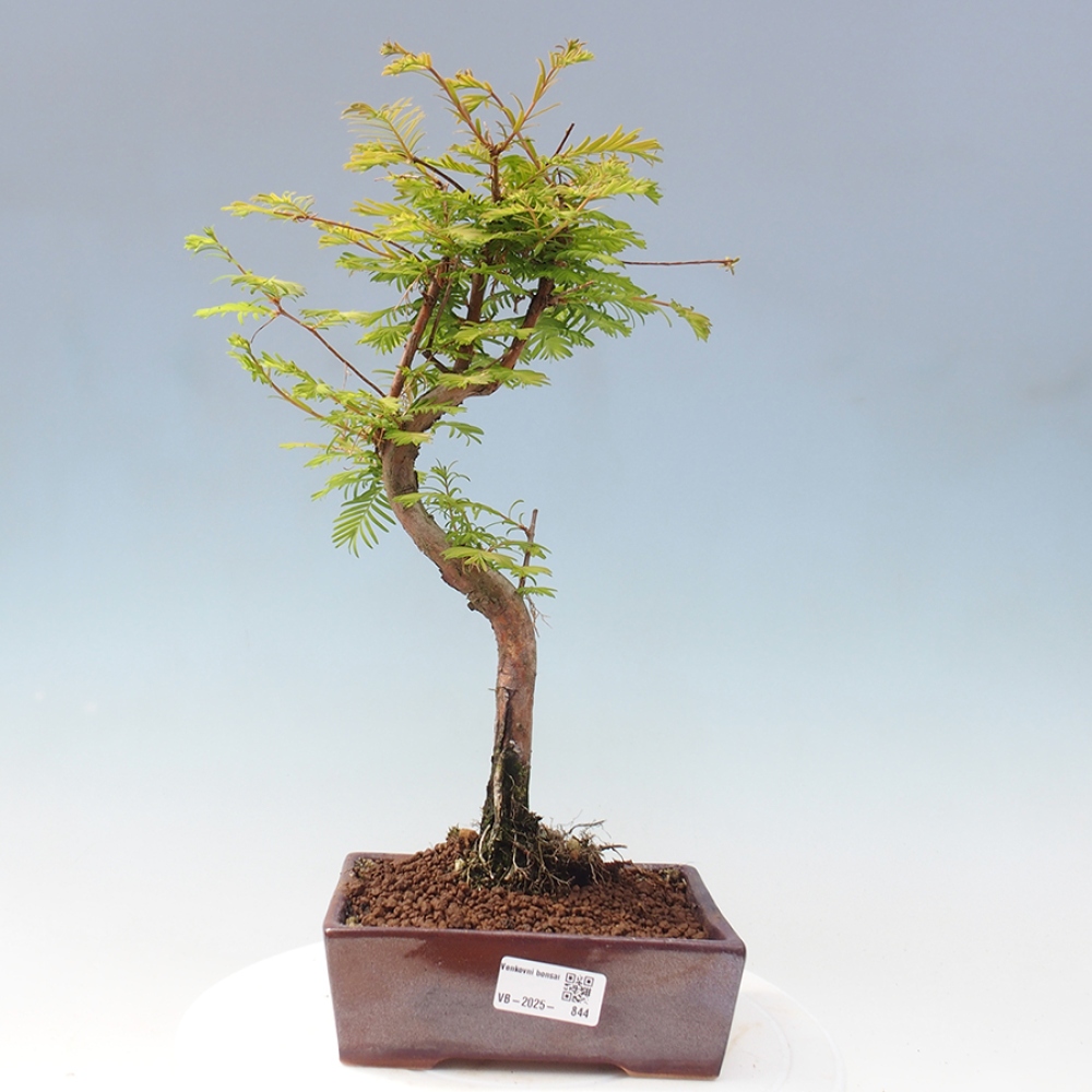 Vonkajšie bonsai - Metasequoia glyptostroboides - Metasekvoja Čínska