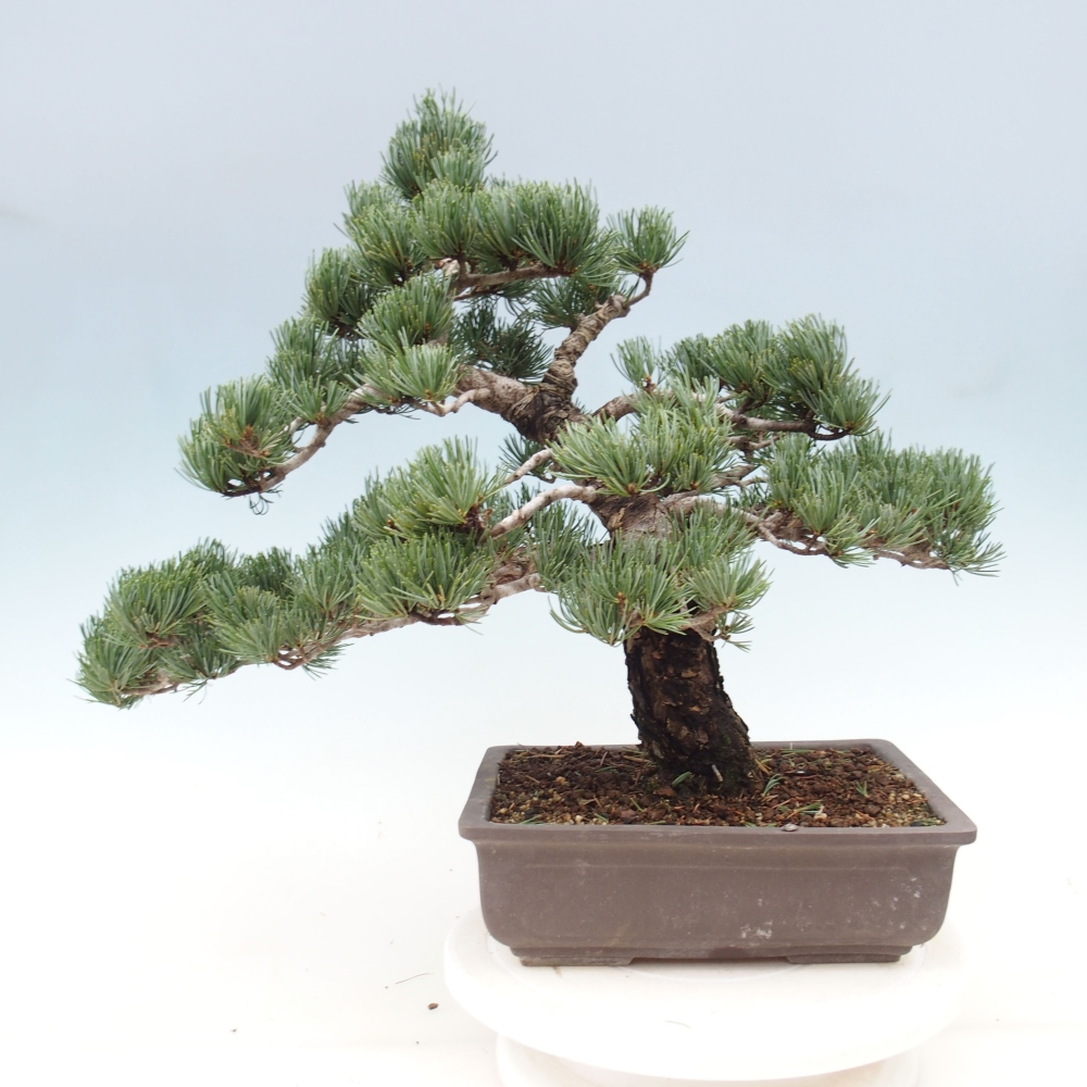 Vonkajšie bonsai - Pinus parviflora - Borovica drobnokvetá