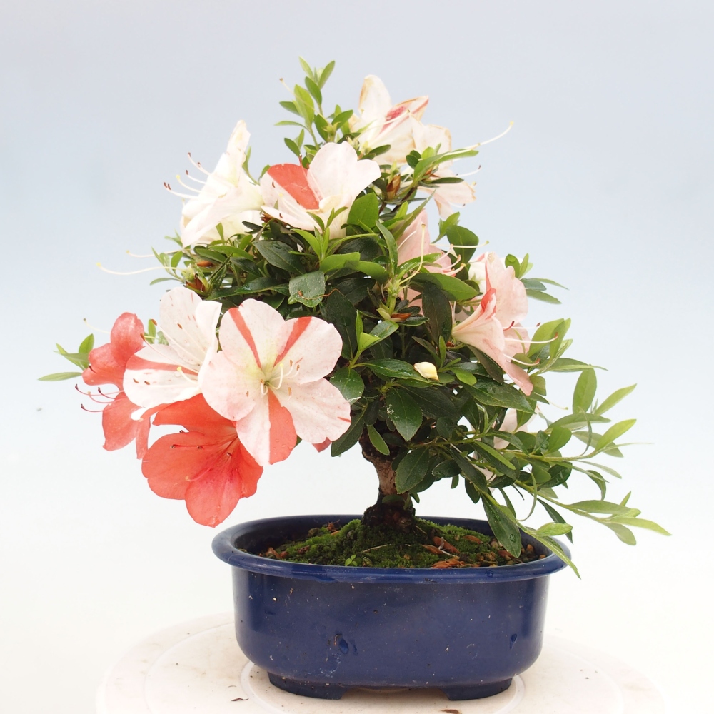 Vonkajší bonsai - Japonská azalka -  Azalea Asazakura