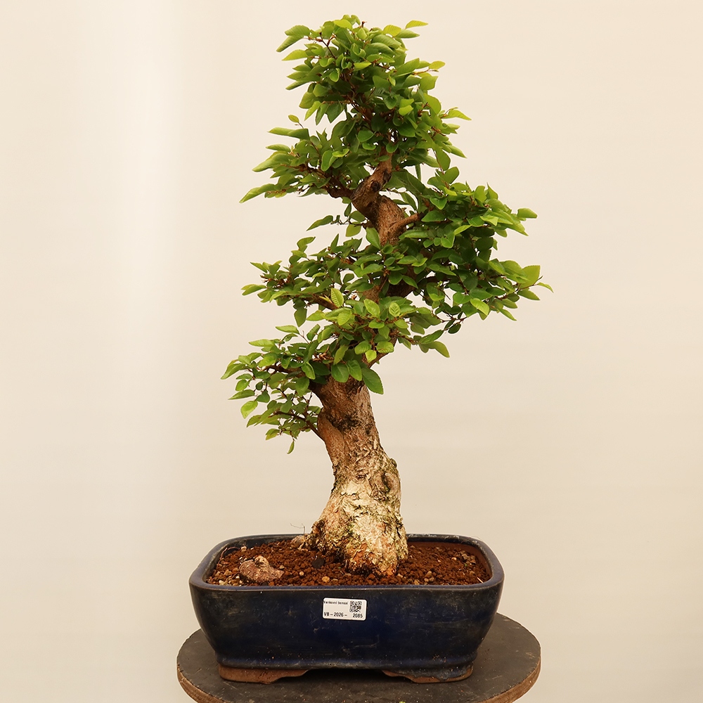 Vonkajší bonsai -Carpinus Coreana - Hrab kórejský