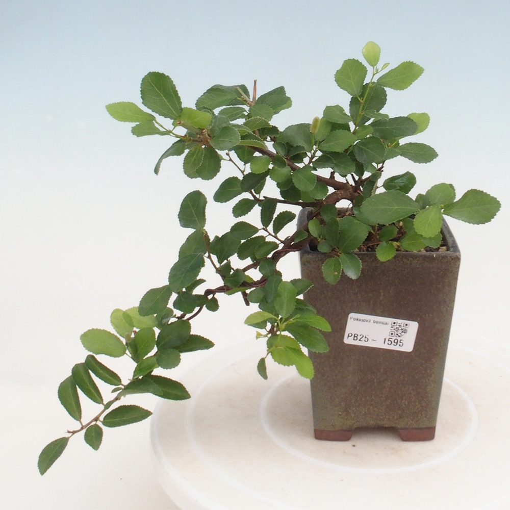 Izbová bonsai - Grewia occidentalis - Hviezdica levanduľová