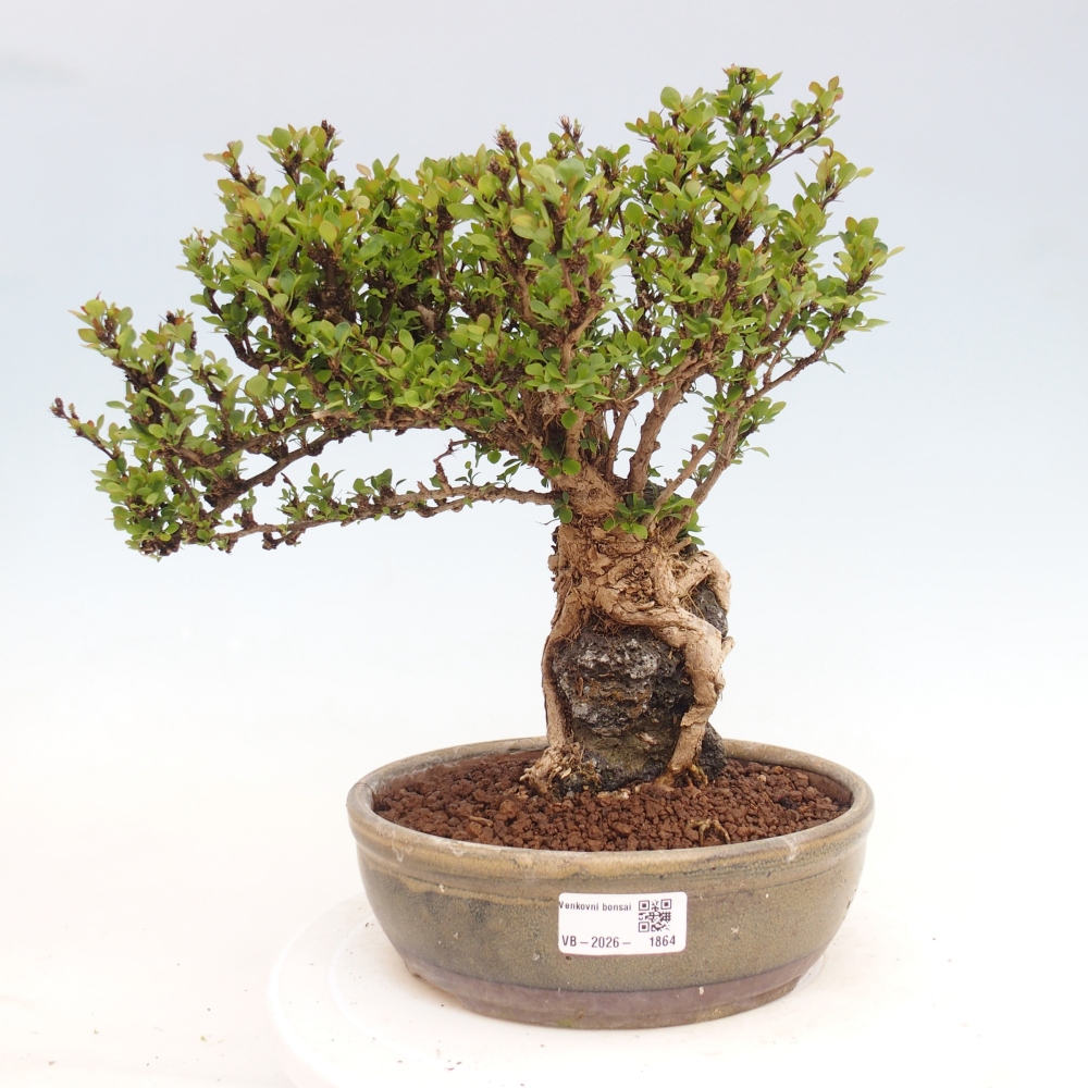Vonkajšie bonsaje - Berberis coreana