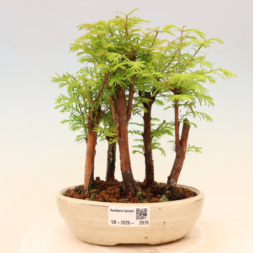 Vonkajší bonsai – Metasequoia glyptostroboides – čínska metasekvoja – hájik