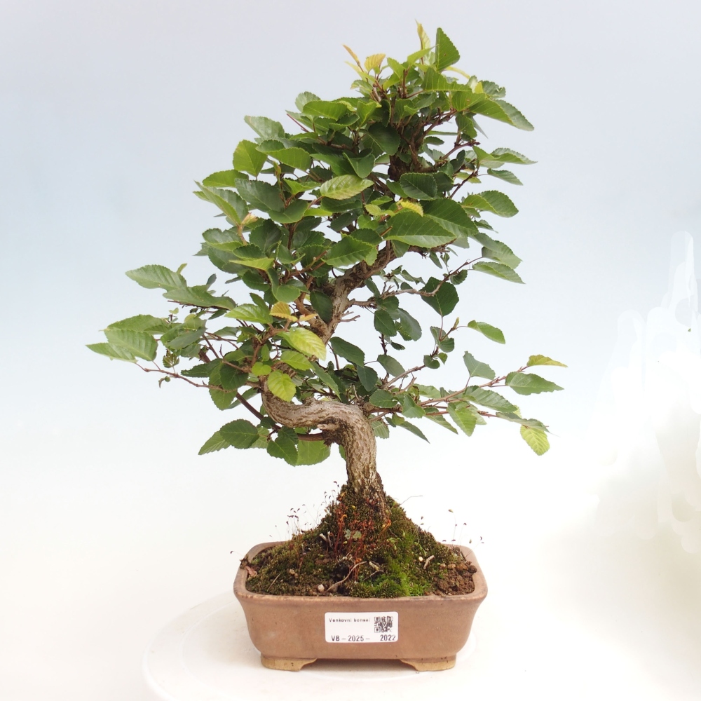 Vonkajší bonsai -Carpinus CARPINOIDES - Hrab kórejský