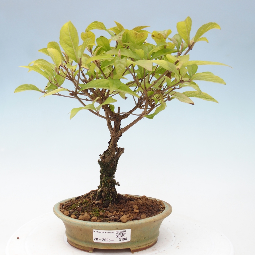 Vonkajšia bonsai - krásnoplodka - Callicarpa jap. Leucocarpa