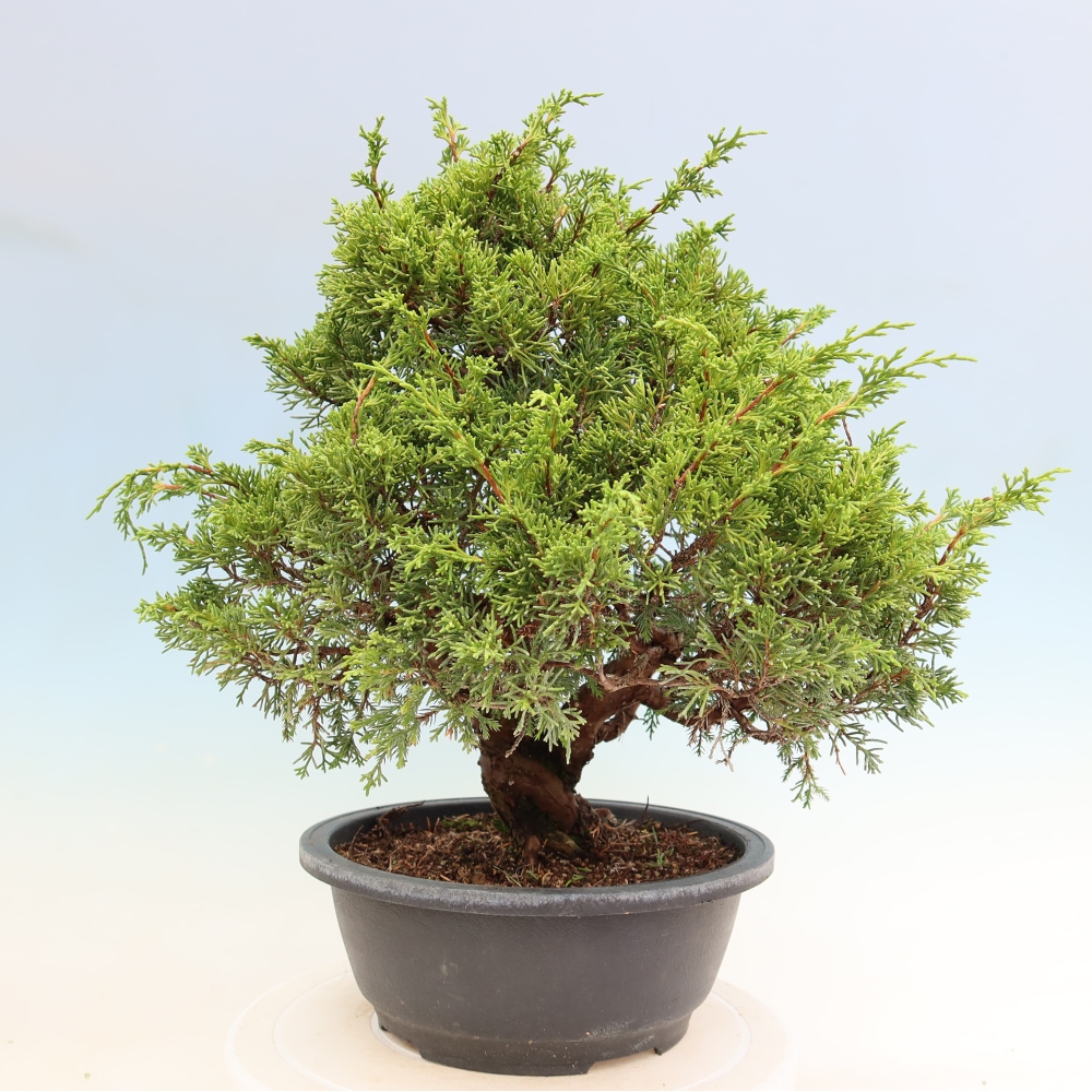 Vonkajší bonsai – Juniperus chinensis Itoigawa – čínsky jalovec