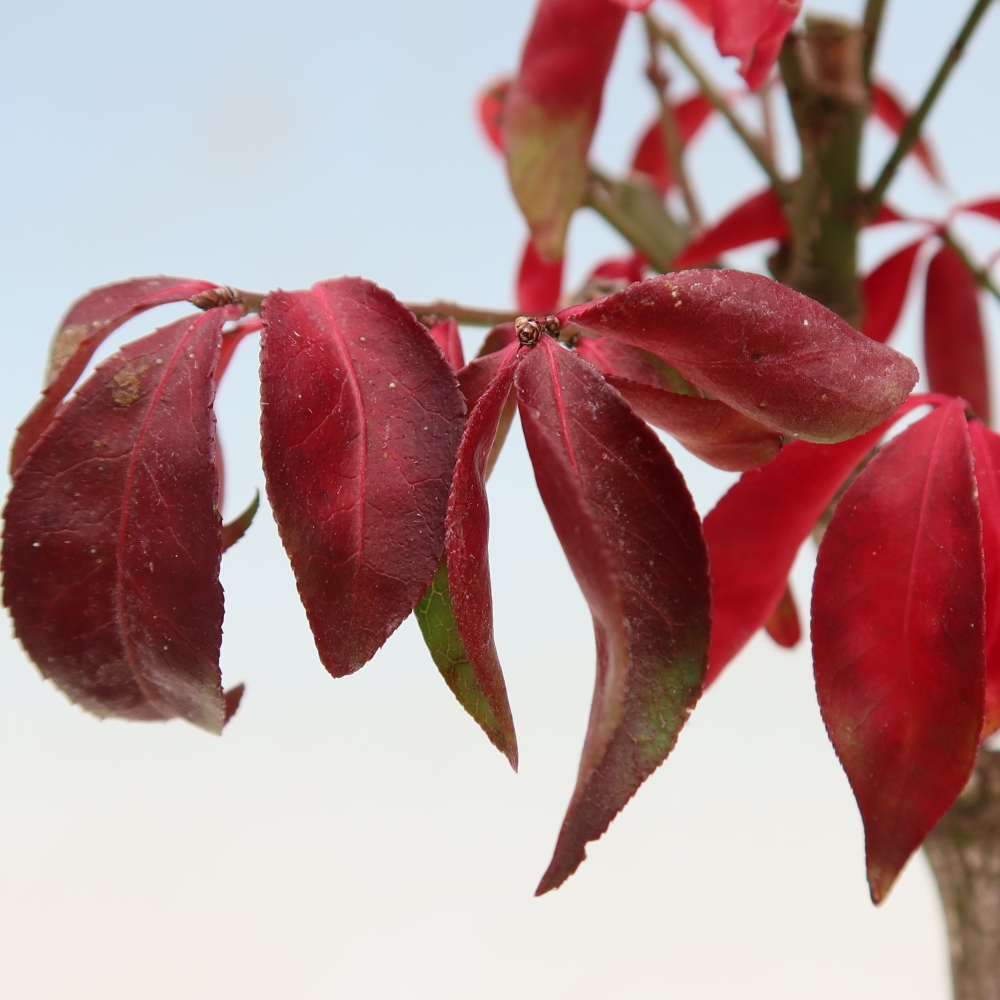 Vonkajší bonsai – Euonymus alatus comactus – krídlatý brslen