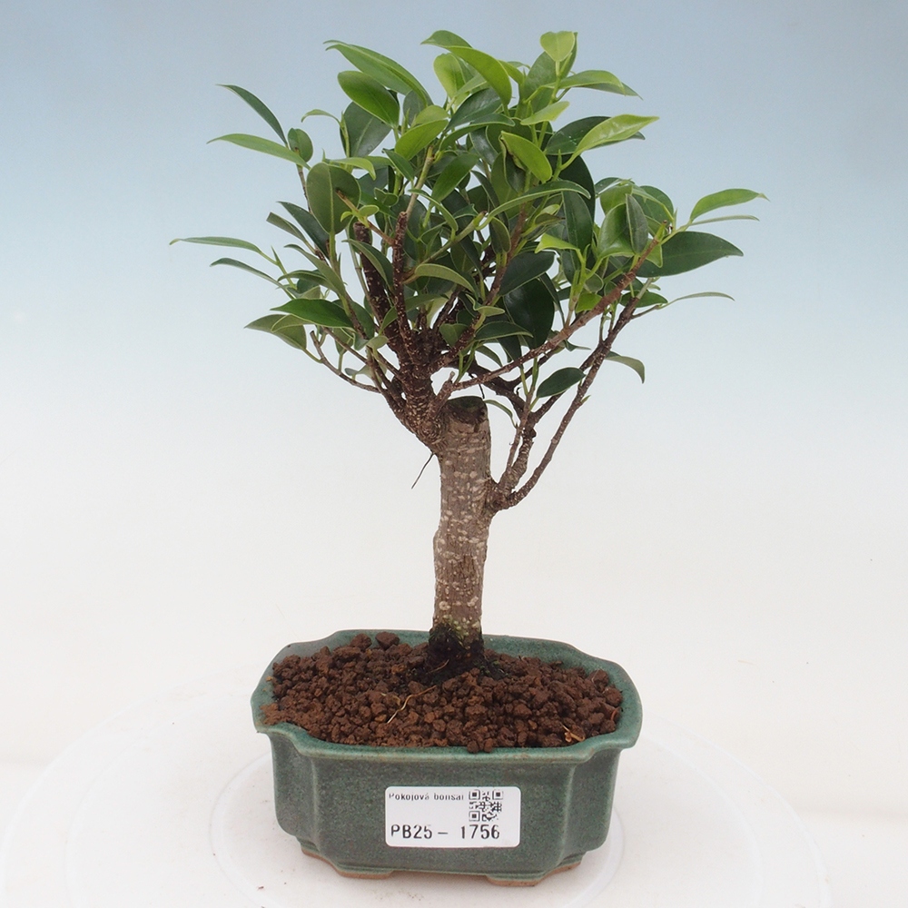 Izbová bonsai - Malolistý fikus - Ficus kimmen
