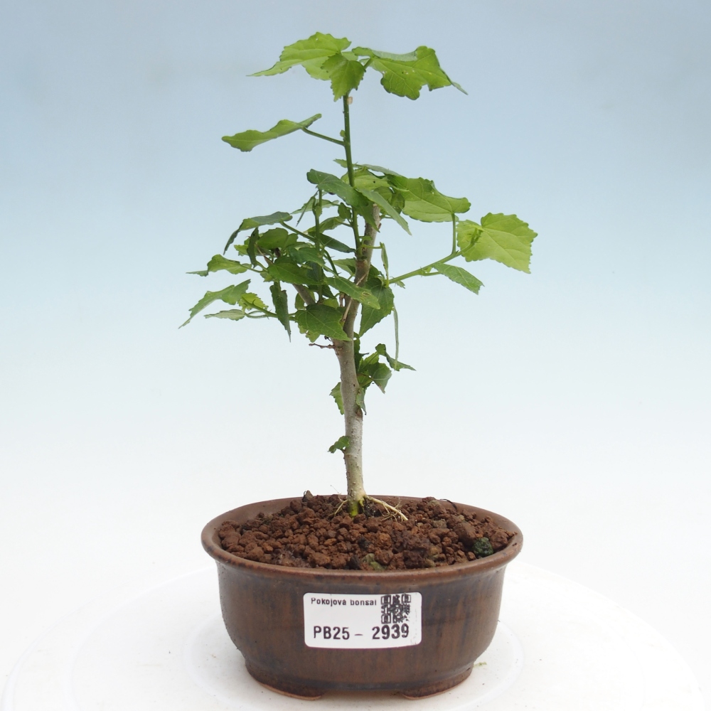 Izbová bonsai - Malvaviscus arboreus - ibištekovec drevnatý