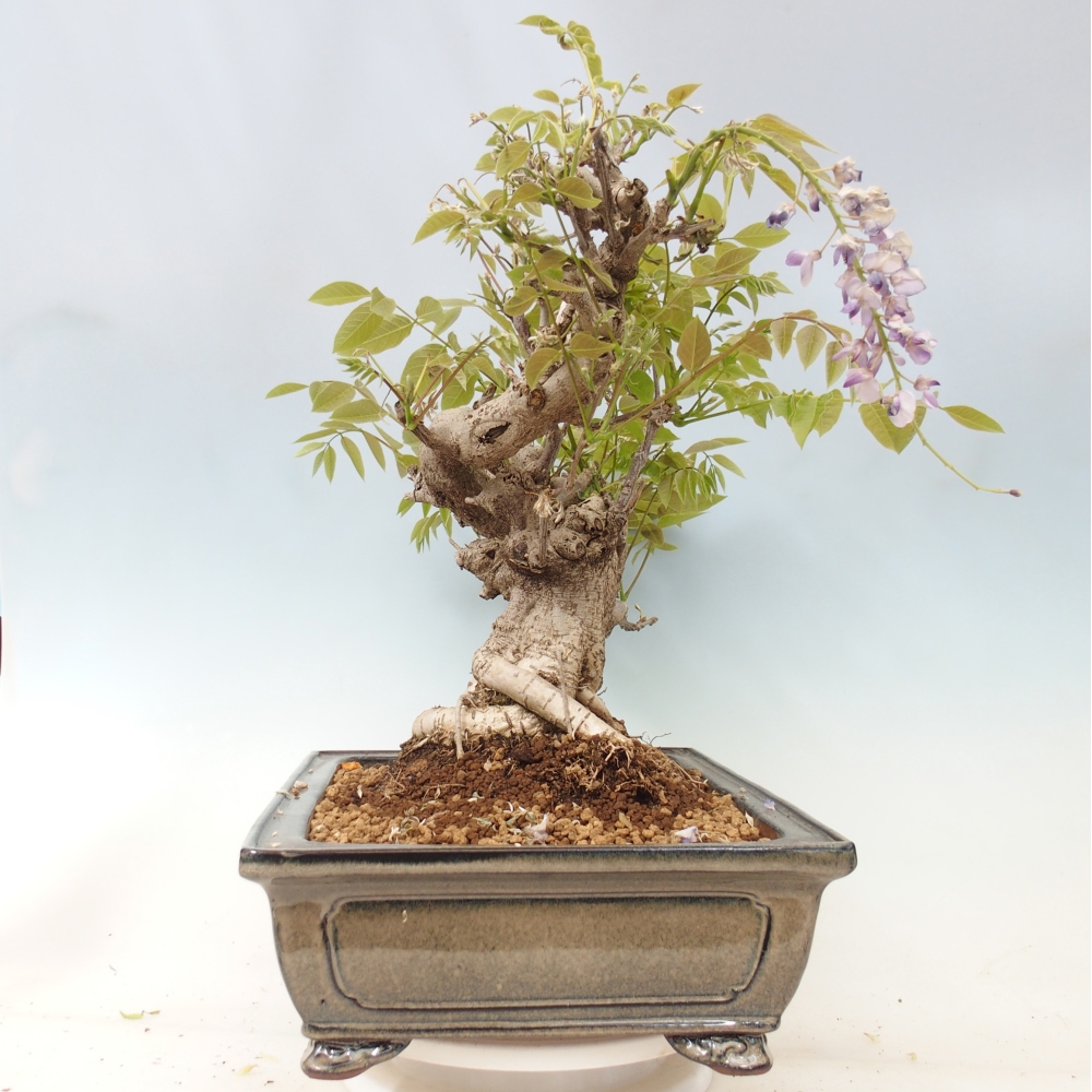 Vonkajšie bonsaje - Wisteria floribunda