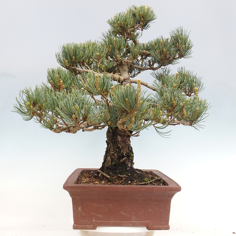 Vonkajšie bonsaje - Pinus parviflora - Pinus parviflora