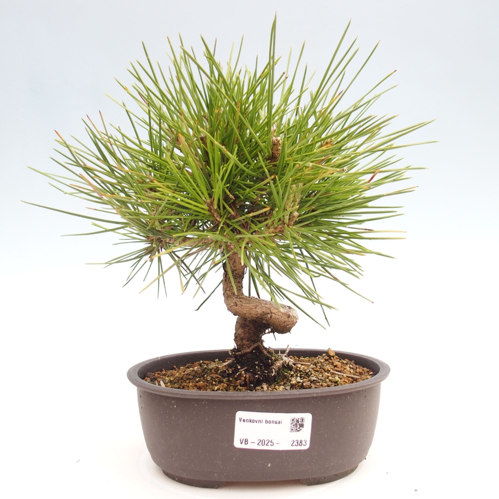 Vonkajší bonsai - Pinus thunbergii - Borovica thunbergova