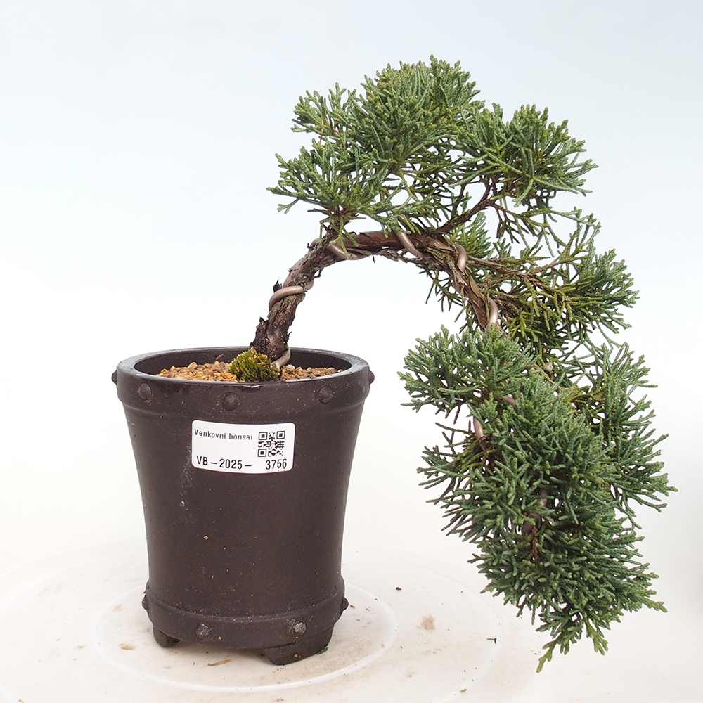 Vonkajší bonsaj - Juniperus chinensis Kishu