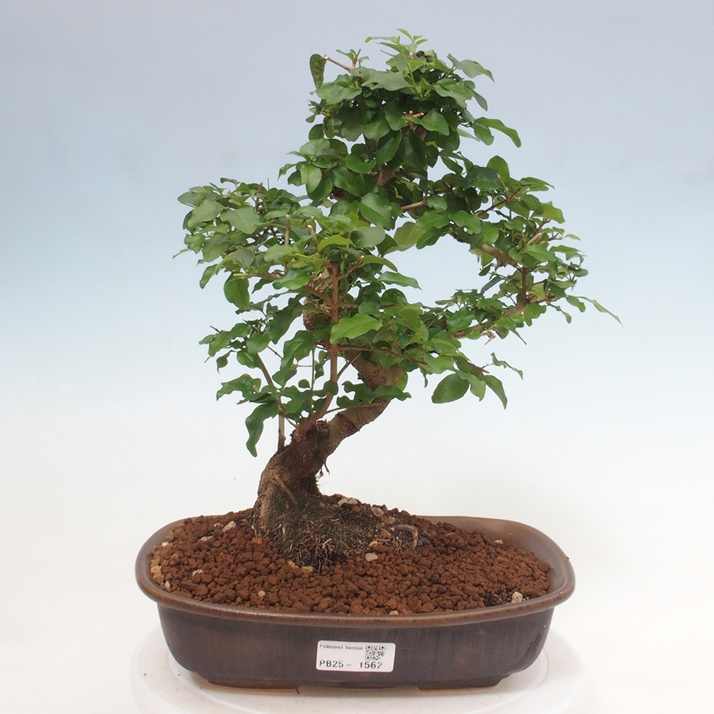 Izbová bonsai -Ligustrum chinensis - Vtáčí zob
