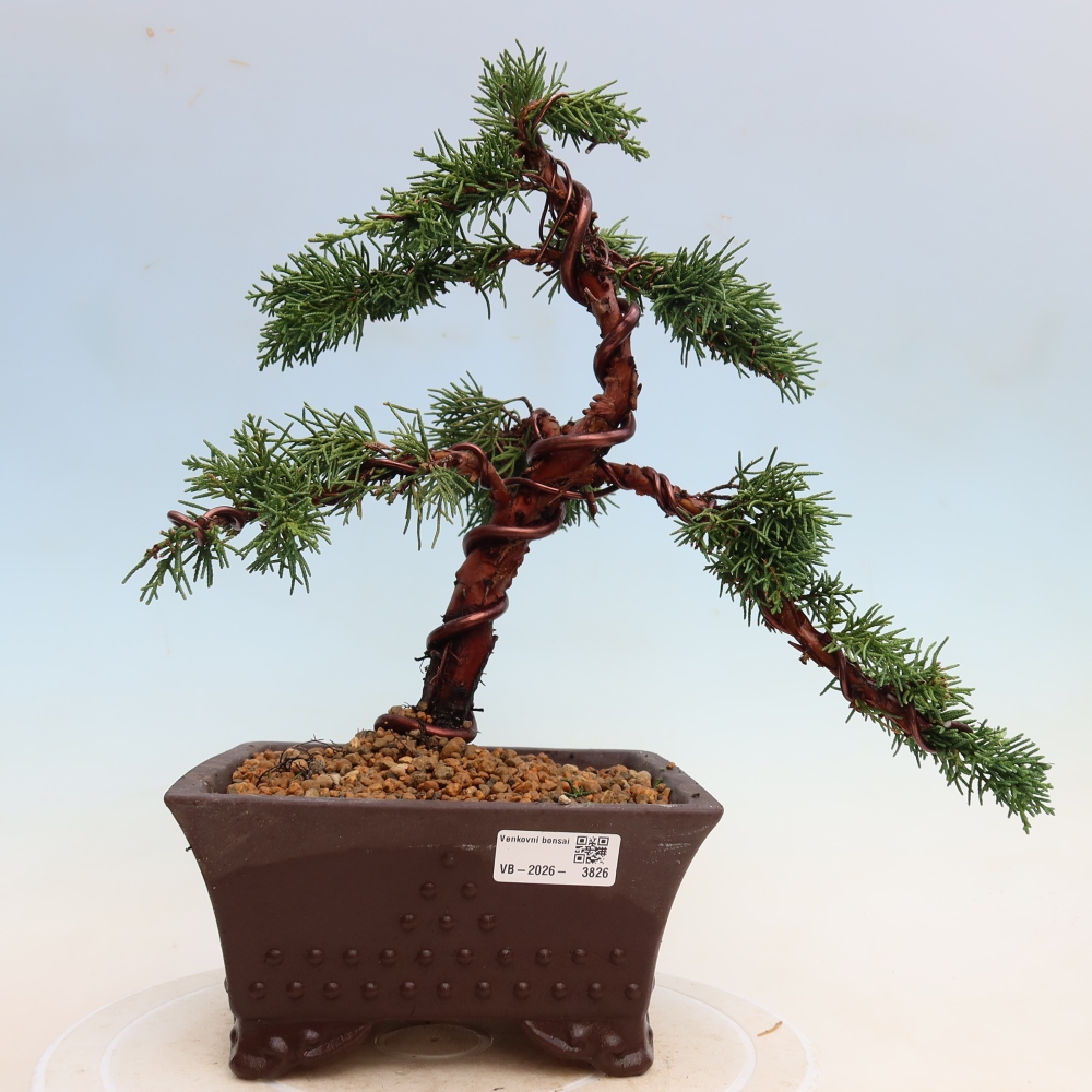 Vonkajší bonsaj - Juniperus chinensis Kishu