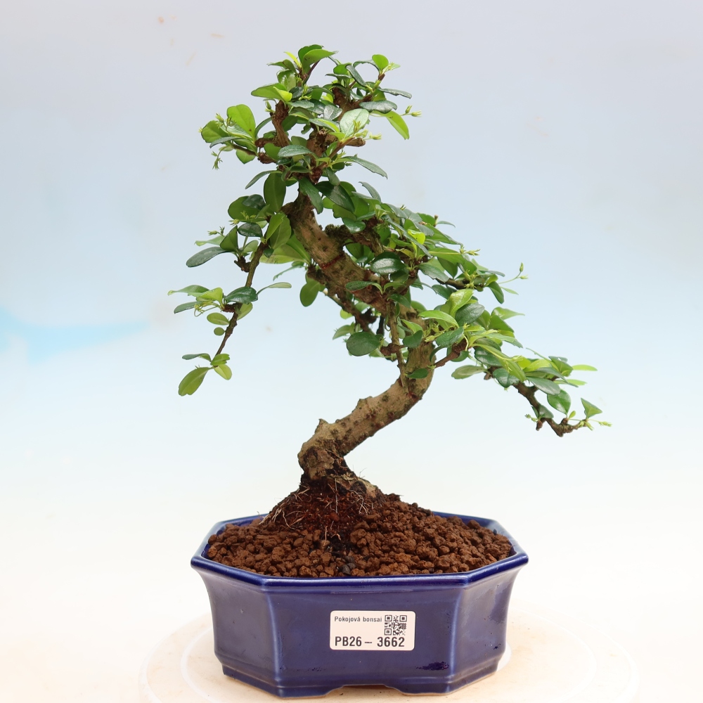 Izbové bonsaje - Carmona macrophylla - Tea fuki