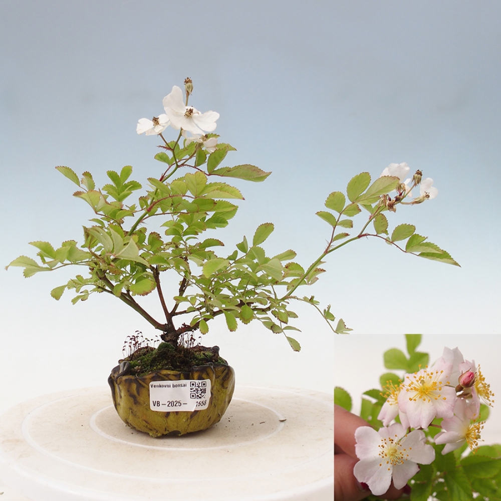 Vonkajší bonsai - Rosa sp. - malokvetá ruža