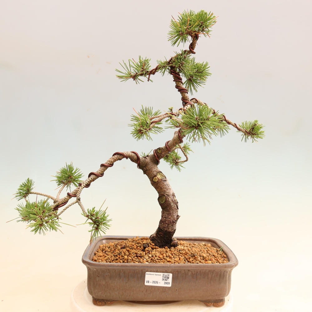 Vonkajšie bonsaje – Pinus mugo Humpy – borovica krivá