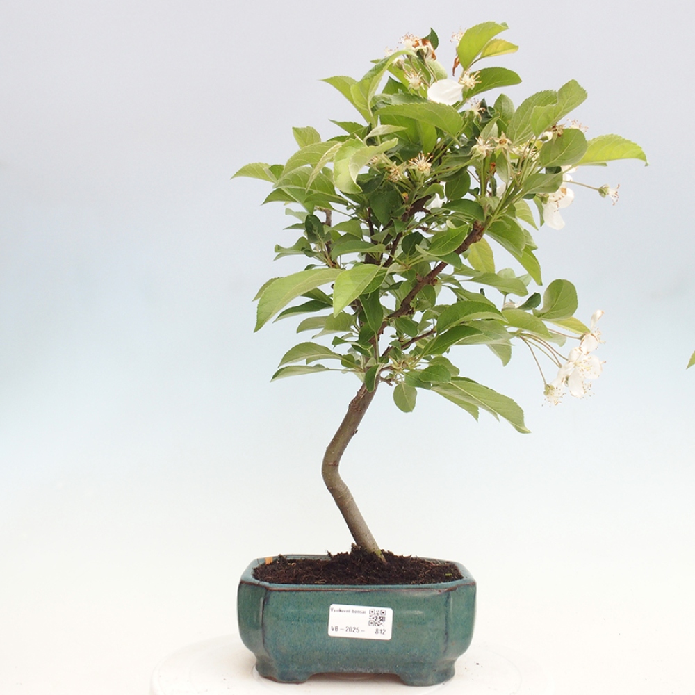 Vonkajší bonsai -Malus halliana - Maloplodá jabloň